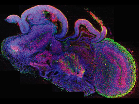 粉红色的回忆歌谱图片分享下载