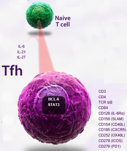 滤泡辅助性t细胞(tfh)