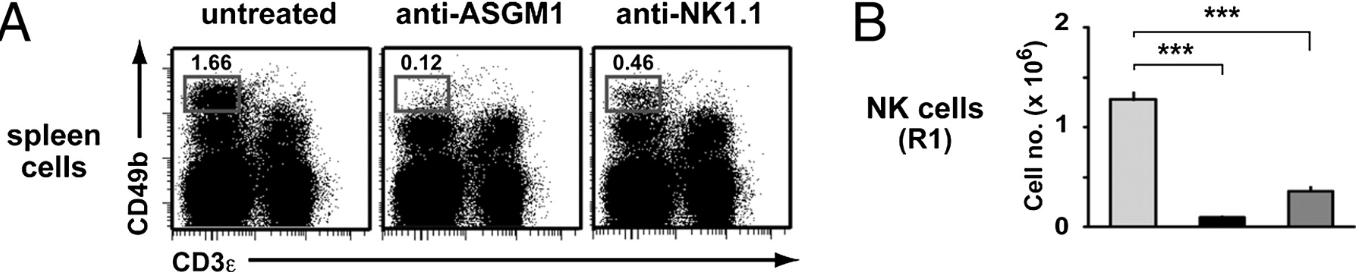 Anti-Asialo GM1 Antibodies | Invitrogen