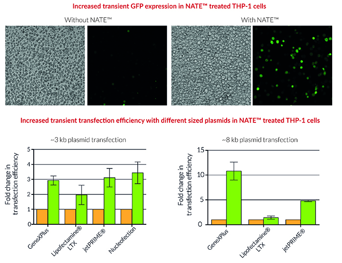 人单核细胞转染试剂，鼠巨噬细胞转染试剂NATE 货号：lyec-nate