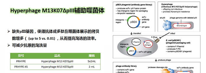 如何提高噬菌体展示文库的库容?